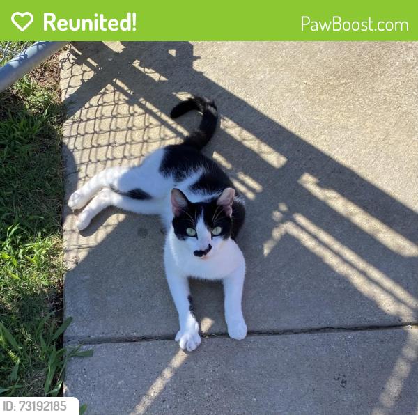 Reunited Male Cat last seen Ronald Reagan Middle School, Grand Prairie, Grand Prairie, TX 75052