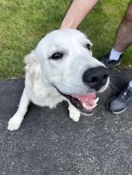 Found/Stray Male Dog last seen Briar Brae and Rock Rimmon Rd, Stamford, CT 06903
