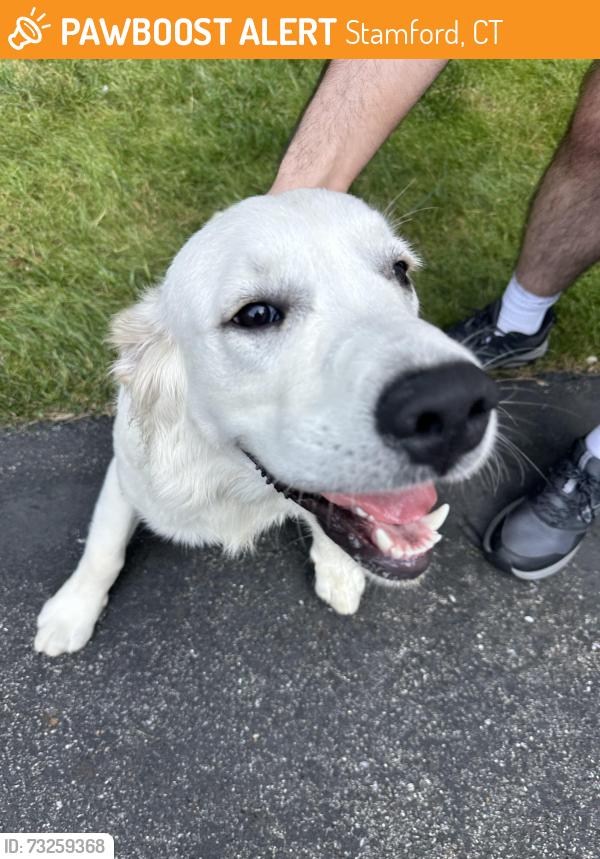 Found/Stray Male Dog last seen Briar Brae and Rock Rimmon Rd, Stamford, CT 06903