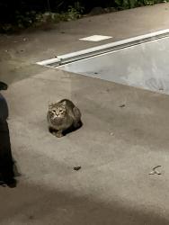Found/Stray Unknown Cat last seen Near Jay Court, Lakeville, MN 55044