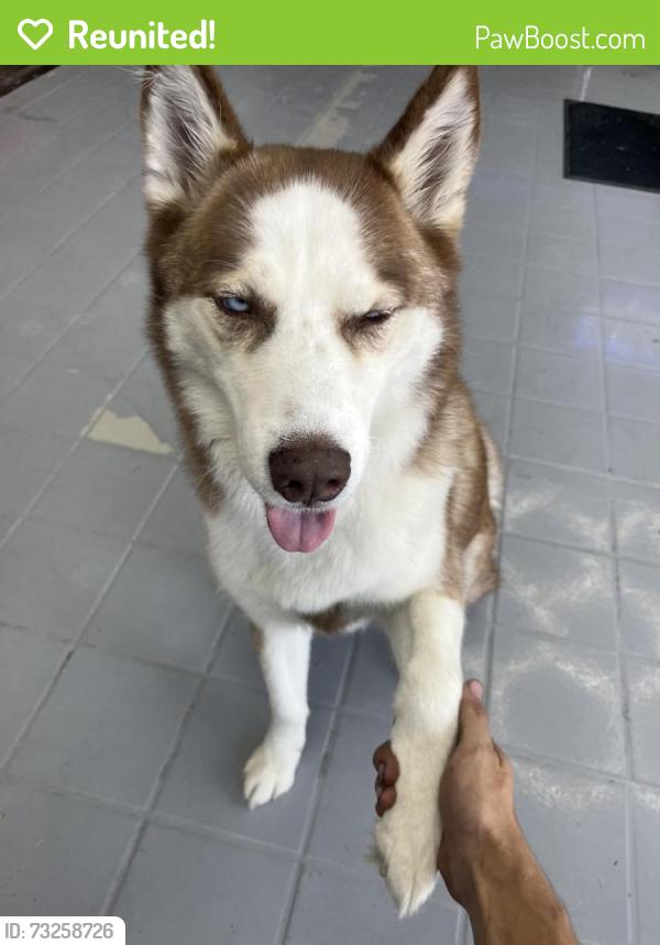 Reunited Male Dog last seen Ohio, Mapleshade., Plano, TX 75093