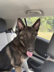 Found/Stray Male Dog last seen Magnolia and Melba st, Longview, TX 75601