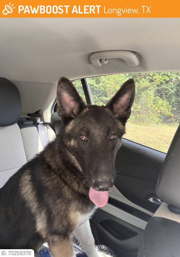 Found/Stray Male Dog last seen Magnolia and Melba st, Longview, TX 75601