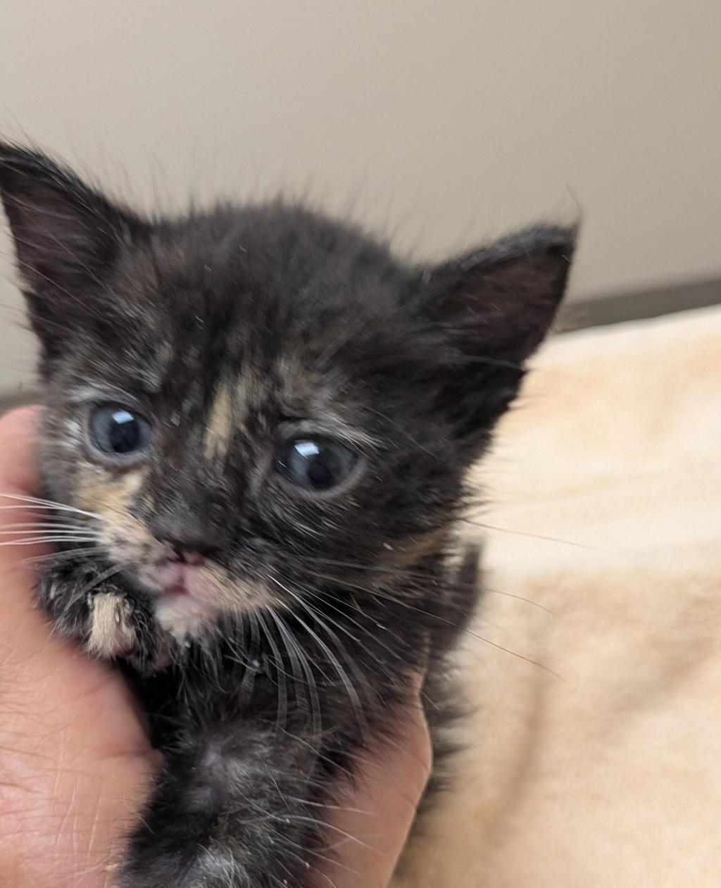 Shelter Stray Female Cat last seen Near Lotus st, SAN JOSE, CA, 95116, 8323 Baldwin St, Oakland, CA 94621, USA