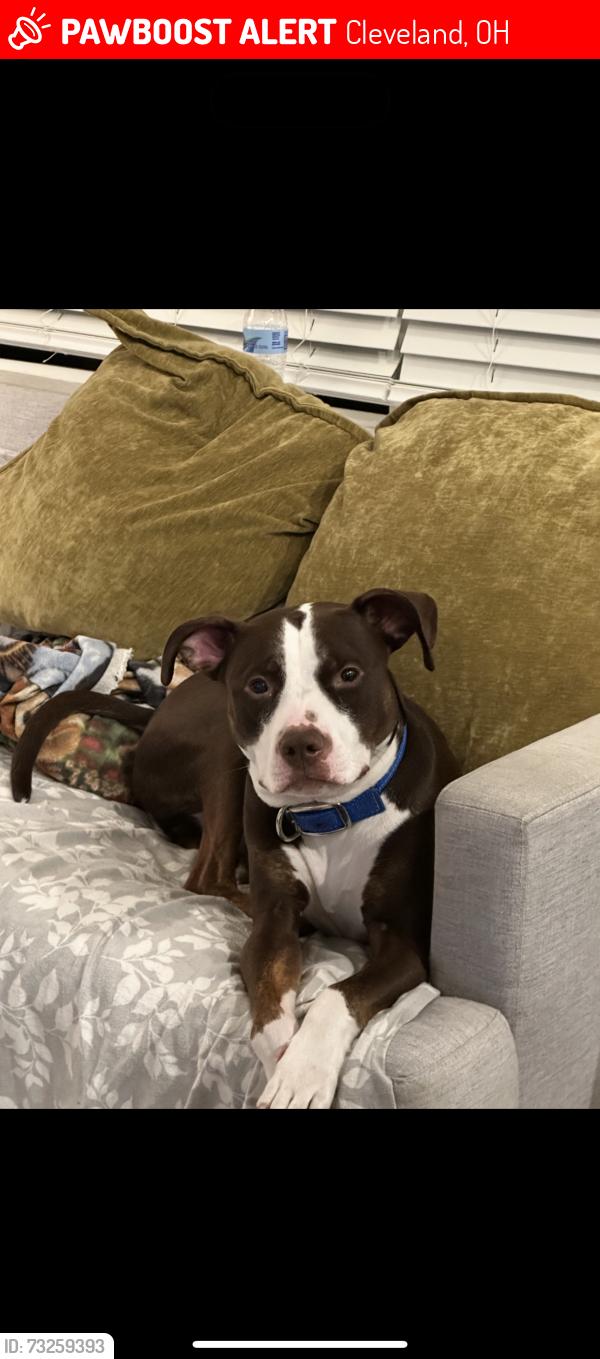 Lost Male Dog last seen Cranwood dr, Cleveland, OH 44128