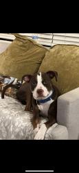 Lost Male Dog last seen Cranwood dr, Cleveland, OH 44128