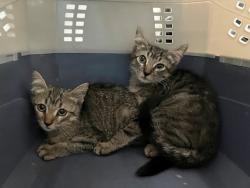 Shelter Stray Female Cat last seen Near Bay Street, STATEN ISLAND, NY, 10304, 3139 Veterans Rd W, Staten Island, NY 10309, USA
