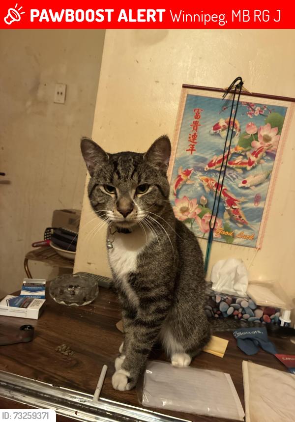 Lost Male Cat last seen Kingsford ave and Henderson, Winnipeg, MB R2G 0J3