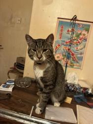 Lost Male Cat last seen Kingsford ave and Henderson, Winnipeg, MB R2G 0J3