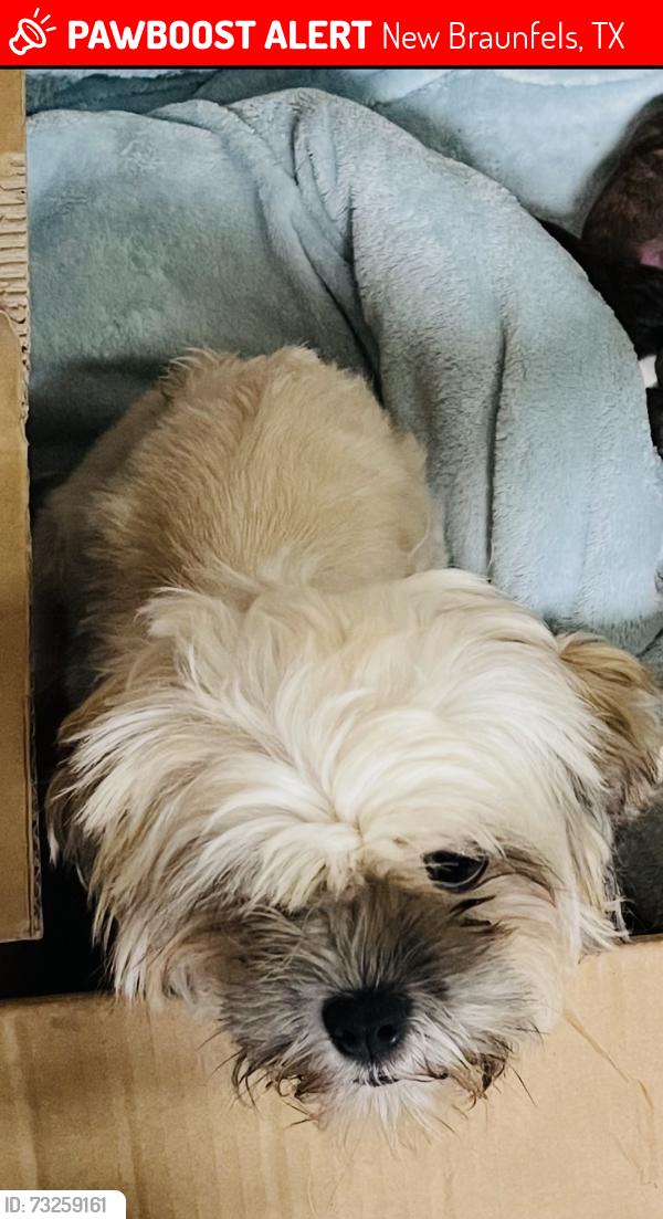Lost Female Dog last seen Pahmeyer rd and settlers crossing, New Braunfels, TX 78130