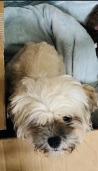 Lost Female Dog last seen Pahmeyer rd and settlers crossing, New Braunfels, TX 78130