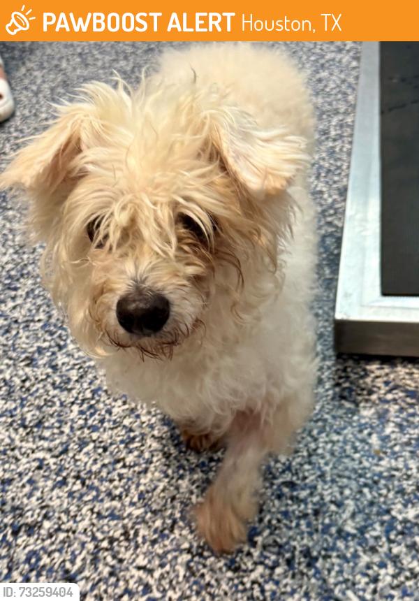 Found/Stray Male Dog last seen FM 529 and Fry Rd, Houston, TX 77433