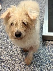 Found/Stray Male Dog last seen FM 529 and Fry Rd, Houston, TX 77433