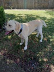 Reunited Male Dog last seen Penwood & Bentwood - treelake, Roseville, CA 95746