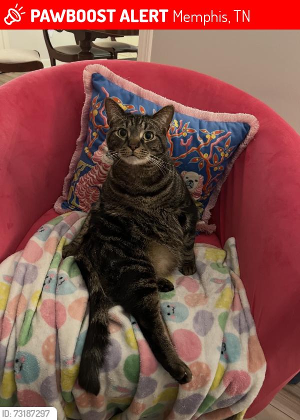 Lost Male Cat last seen Briarcliff and Colonial Rd, Memphis, TN 38117