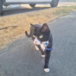 Reunited Male Cat last seen Crossways Dentist, Greater London, England CR5 1LE