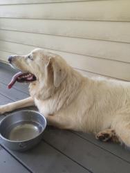 Reunited Male Dog last seen SE, 2130 Whitney Rd, Monroe, GA 30655, Monroe, GA 30655
