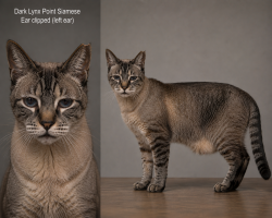 Reunited Male Cat last seen Hickory Street, Oakland, CA 94602