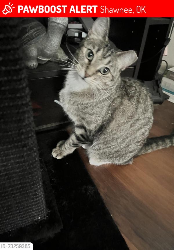 Lost Female Cat last seen Mojave & Sequoyah in Larkins Meadow Addition near Sequoyah School, Shawnee, OK 74801