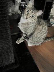Lost Female Cat last seen Mojave & Sequoyah in Larkins Meadow Addition near Sequoyah School, Shawnee, OK 74801