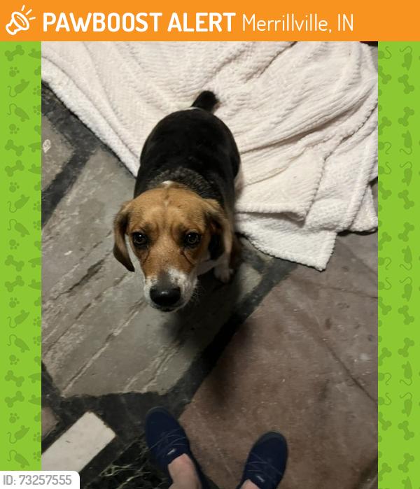 Found/Stray Unknown Dog last seen W. 87th Ave Merrillville, Merrillville, IN 46410