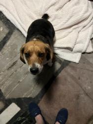 Found/Stray Unknown Dog last seen W. 87th Ave Merrillville, Merrillville, IN 46410