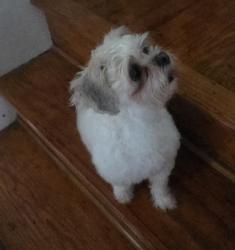 Found/Stray Female Dog last seen Central Avenue & Spring St Reading, PA, Reading, PA 19604