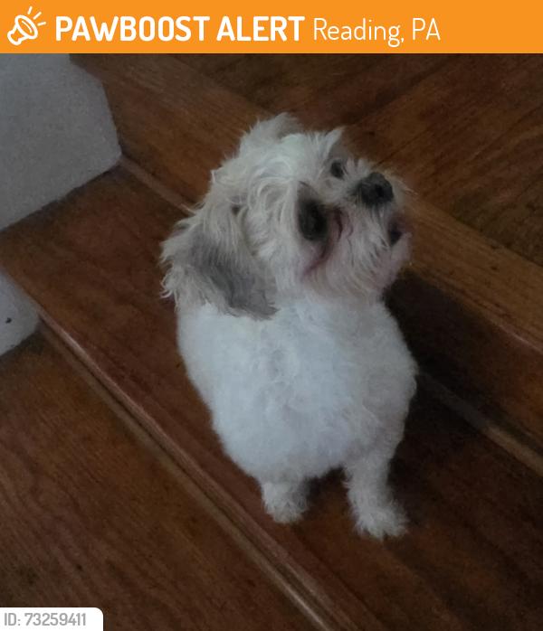 Found/Stray Female Dog last seen Central Avenue & Spring St Reading, PA, Reading, PA 19604