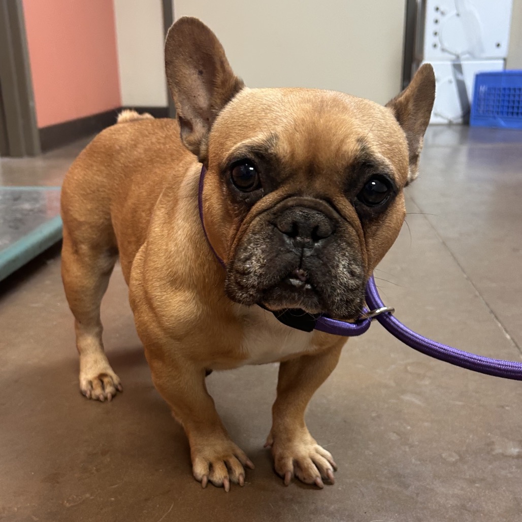 Shelter Stray Female Dog last seen , 11665 US-89, Flagstaff, AZ 86004, USA