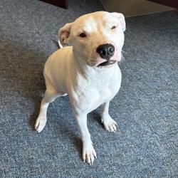 Shelter Stray Female Dog last seen , 2608 Center St, Tacoma, WA 98409, USA