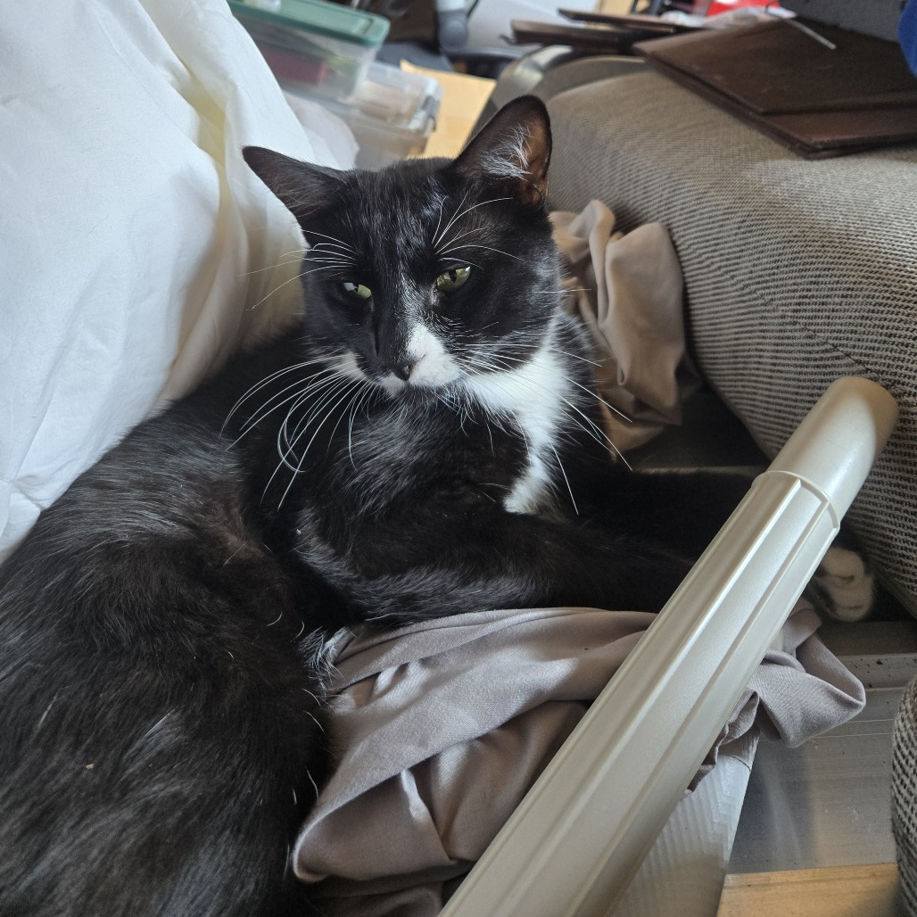 Shelter Stray Male Cat last seen , 2608 Center St, Tacoma, WA 98409, USA