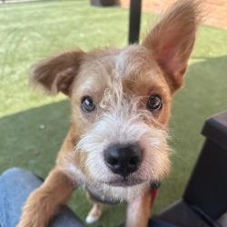 Shelter Stray Male Dog last seen , Animal Care & Control Team of Philly, 111 W Hunting Park Ave, Philadelphia, PA 19140, USA