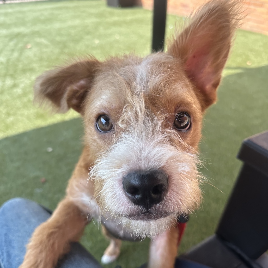 Shelter Stray Male Dog last seen , Animal Care & Control Team of Philly, 111 W Hunting Park Ave, Philadelphia, PA 19140, USA