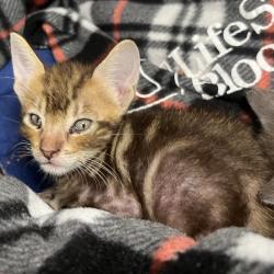Shelter Stray Female Cat last seen , 4575 E Mesquite Ave, Palm Springs, CA 92264, USA