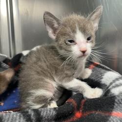 Shelter Stray Female Cat last seen , 4575 E Mesquite Ave, Palm Springs, CA 92264, USA