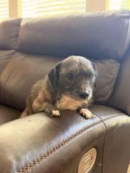 Lost Male Dog last seen Meadow wood ct temple, Temple, TX 76502