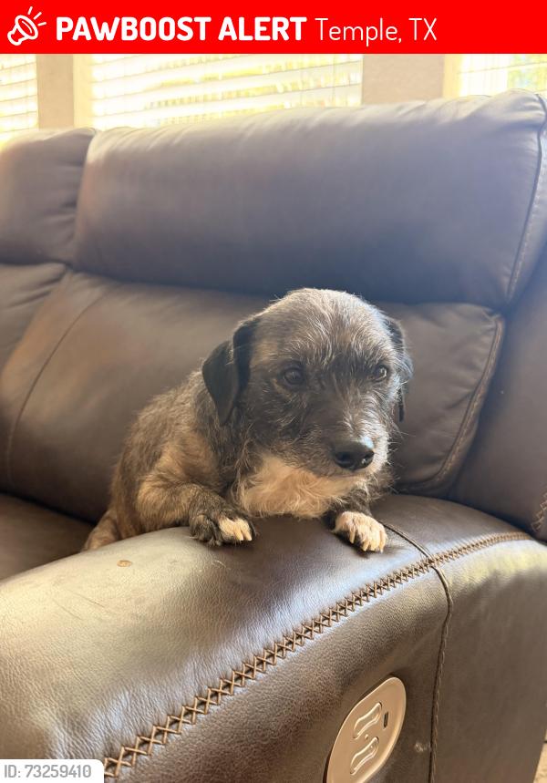 Lost Male Dog last seen Meadow wood ct temple, Temple, TX 76502