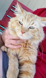 Lost Male Cat last seen FraziervPark, Frazier Park, CA 93225