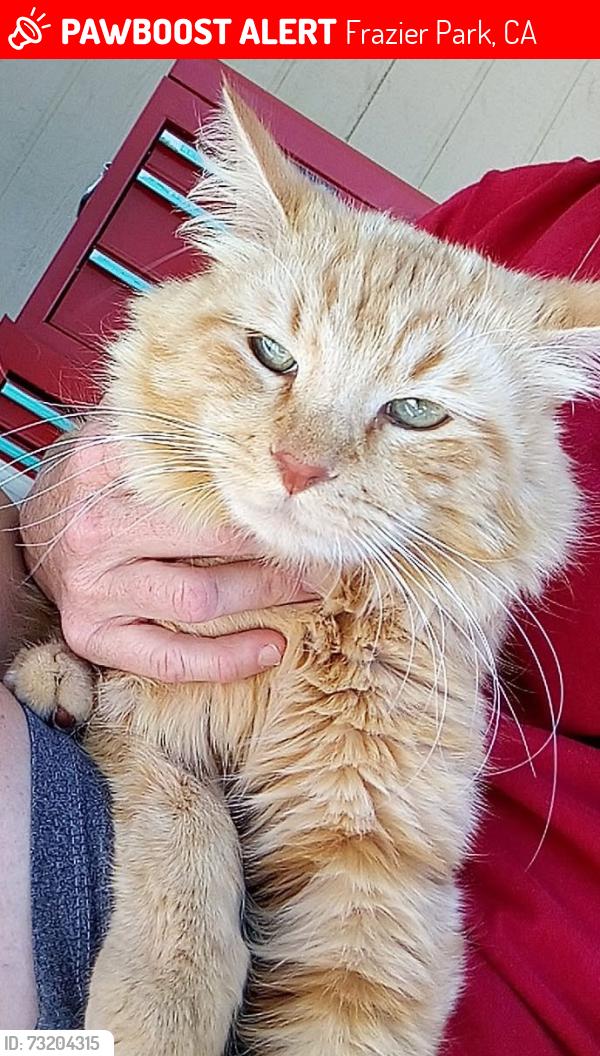 Lost Male Cat last seen FraziervPark, Frazier Park, CA 93225