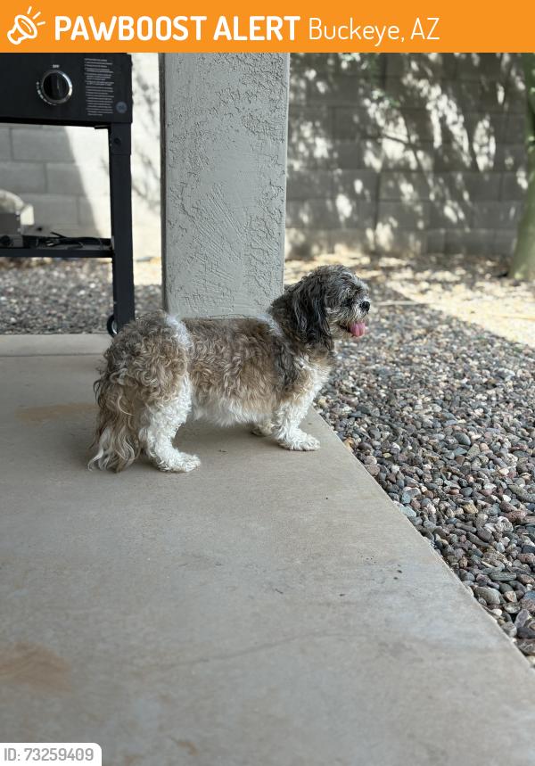 Found/Stray Male Dog last seen 228th & Mohave Buckeye, Buckeye, AZ 85326