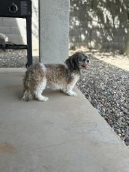 Found/Stray Male Dog last seen 228th & Mohave Buckeye, Buckeye, AZ 85326