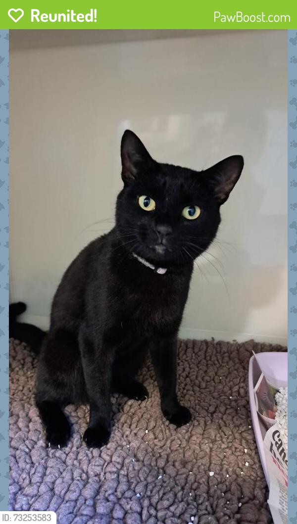 Reunited Female Cat last seen Mudchute Farm, Greater London, England E14 3HP