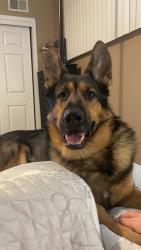 Lost Male Dog last seen Whitmite Ln, Killeen, TX 76543
