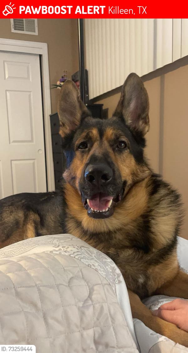 Lost Male Dog last seen Whitmite Ln, Killeen, TX 76543
