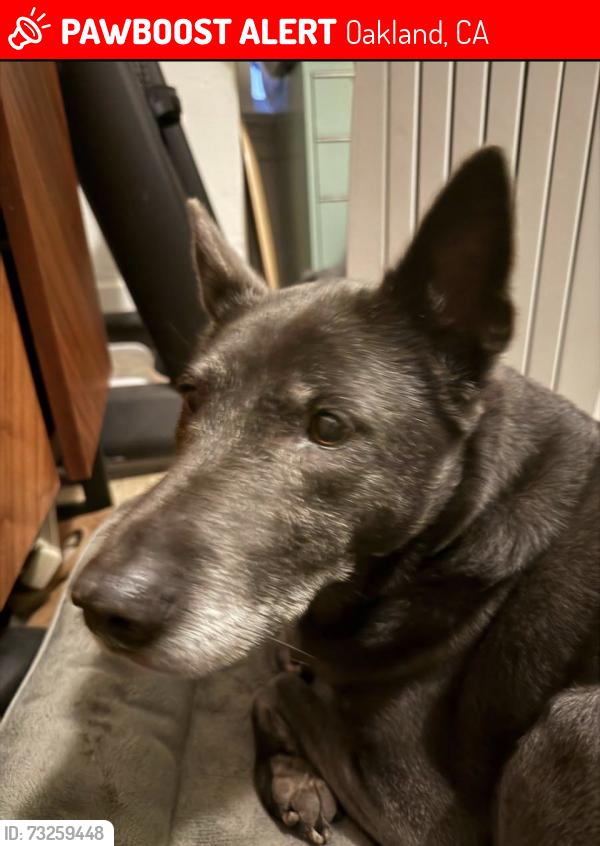 Lost Female Dog last seen 12th and Market, Oakland, CA 94607