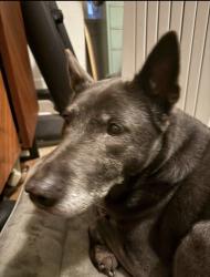 Lost Female Dog last seen 12th and Market, Oakland, CA 94607