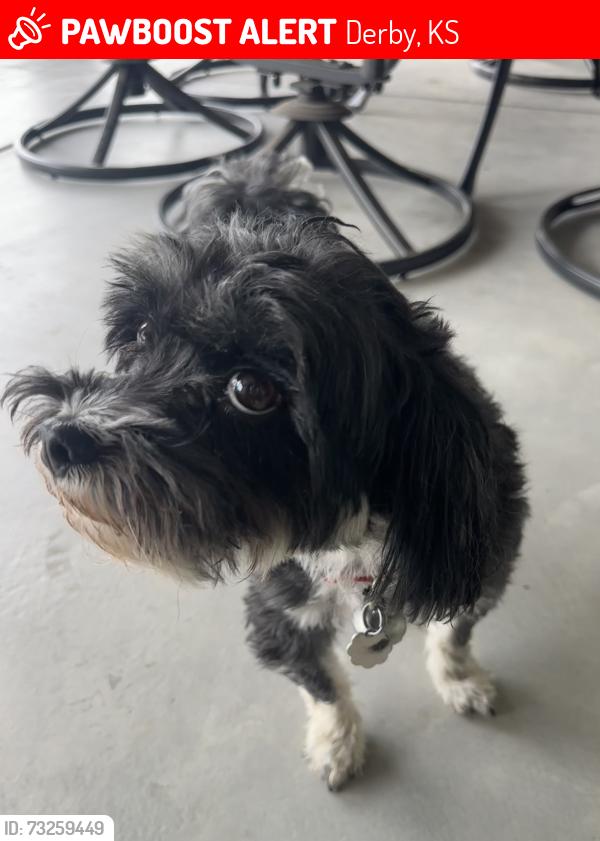 Lost Male Dog last seen Near and 79th, Derby, KS 67037
