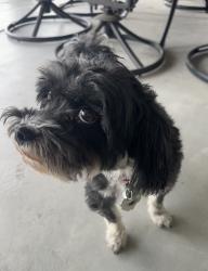 Lost Male Dog last seen Near and 79th, Derby, KS 67037