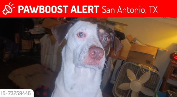 Lost Male Dog last seen Near w. Academy, San Antonio, TX 78226