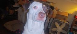 Lost Male Dog last seen Near w. Academy, San Antonio, TX 78226